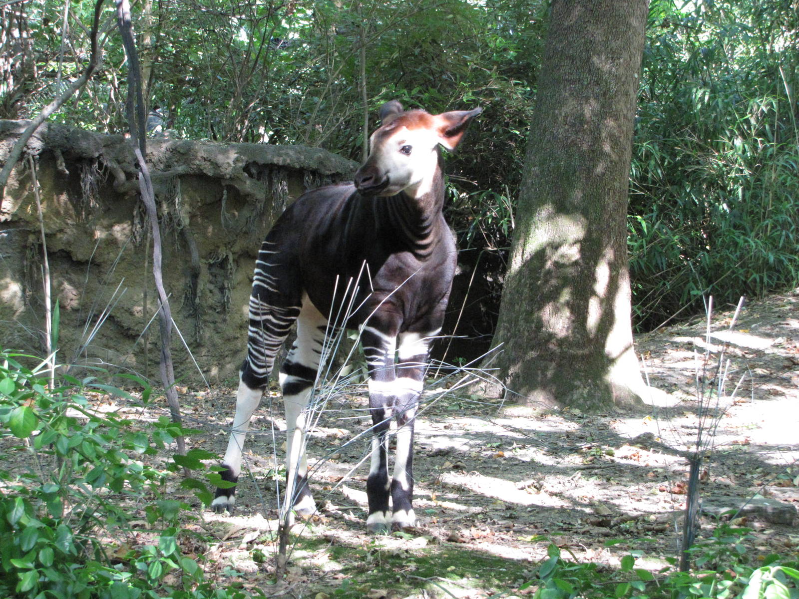 Bronx Zoo 2010 - Okapi calf in Congo Gorilla Forest