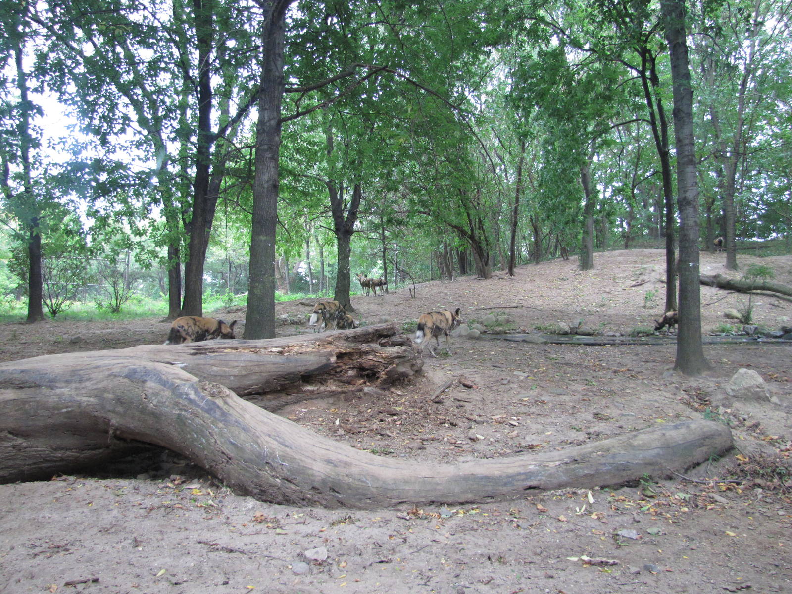 Bronx Zoo 2010 - Part of African Wild Dog exhibit