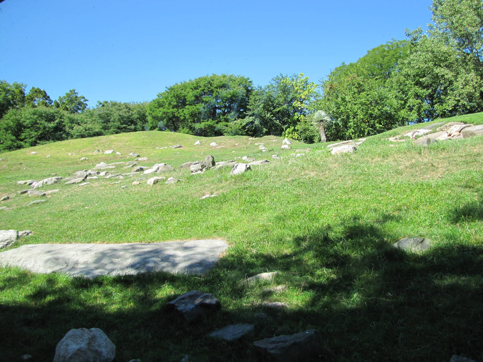 Bronx Zoo 2010 - Part of amazing Baboon Reserve