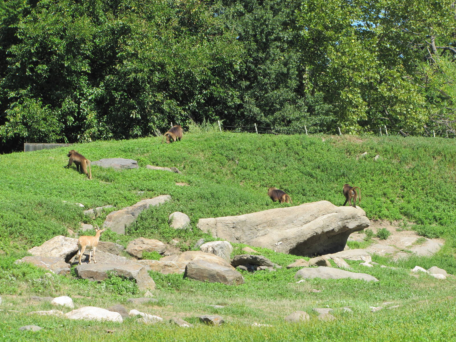 Bronx Zoo 2010 - Part of amazing Baboon Reserve