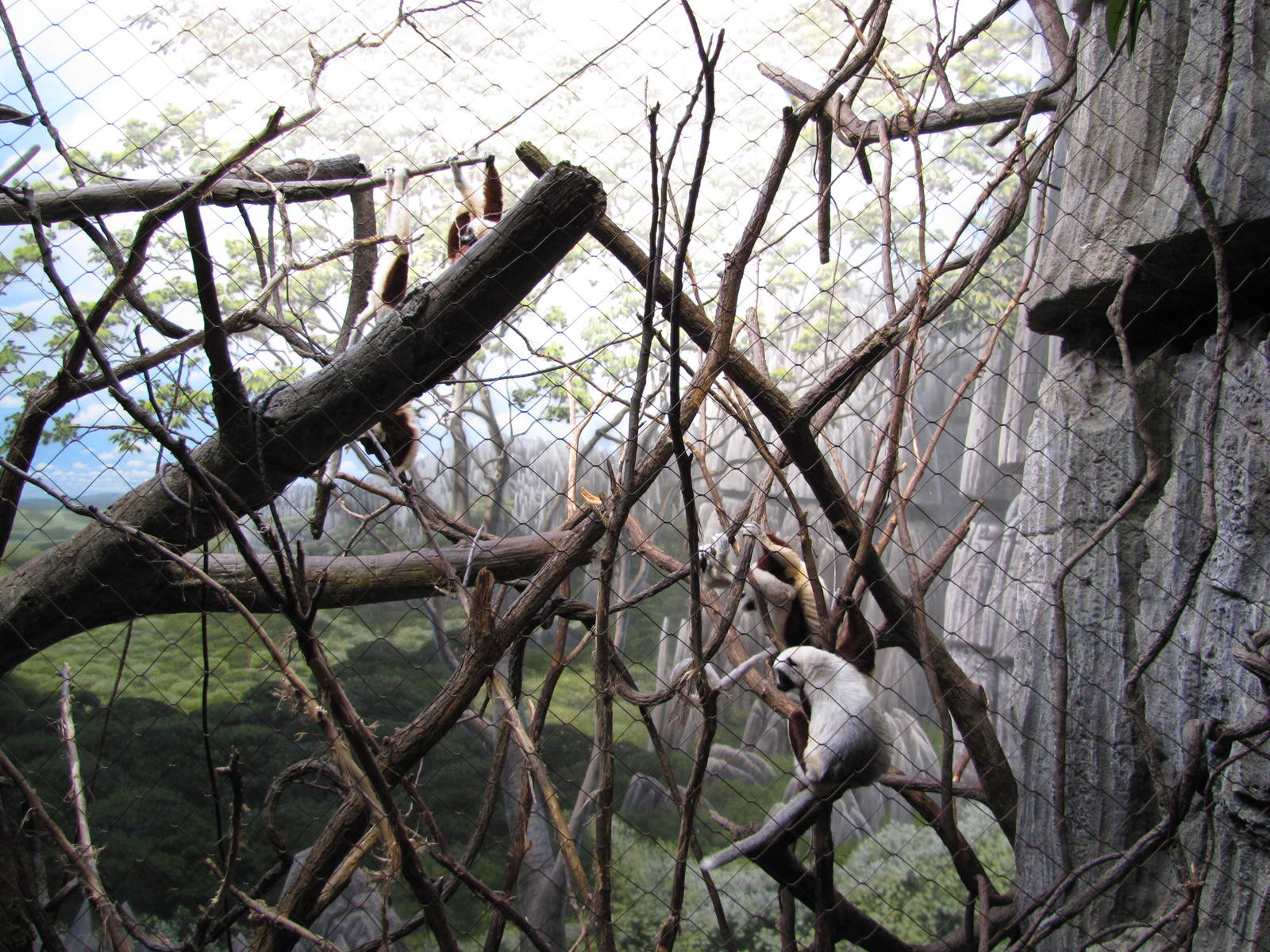 Bronx Zoo 2010 - Part of Coquerels Sifaka exhibit in Madagascar