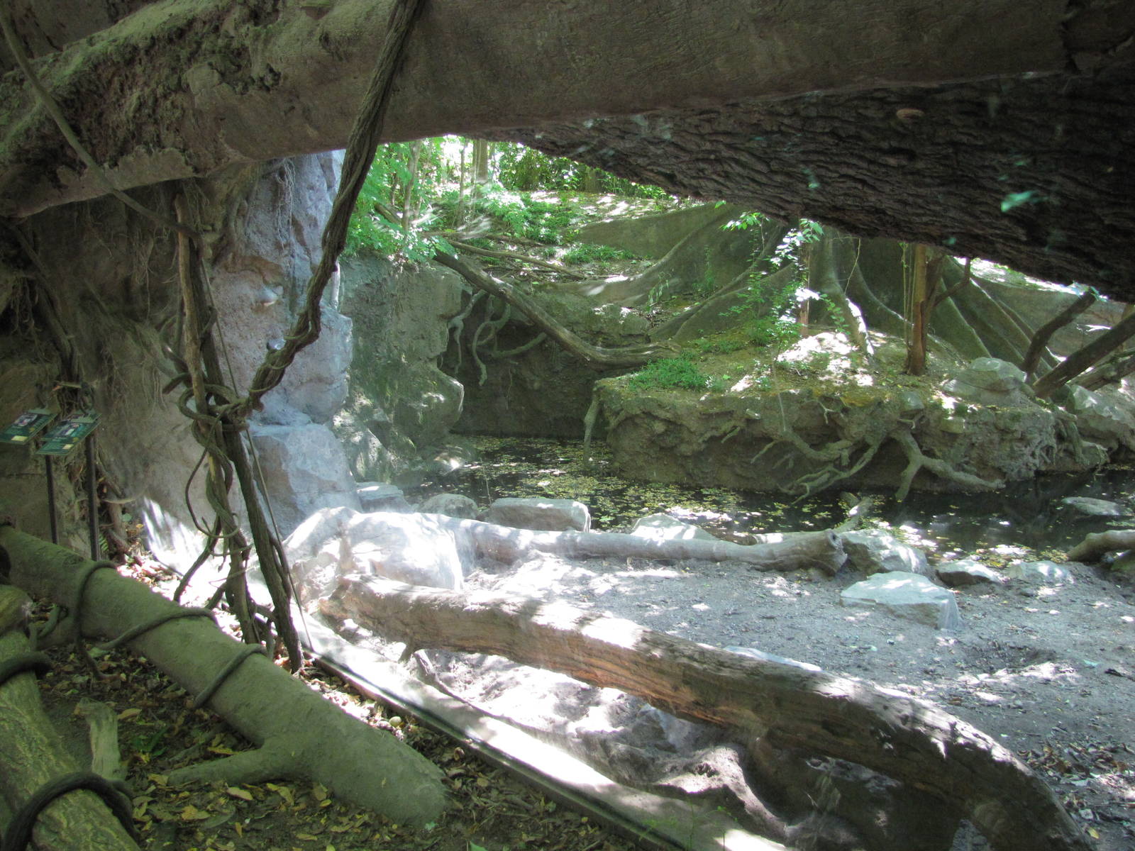 Bronx Zoo 2010 - Part of DeBrazza Guenon exhibit in Congo Gorilla Forest