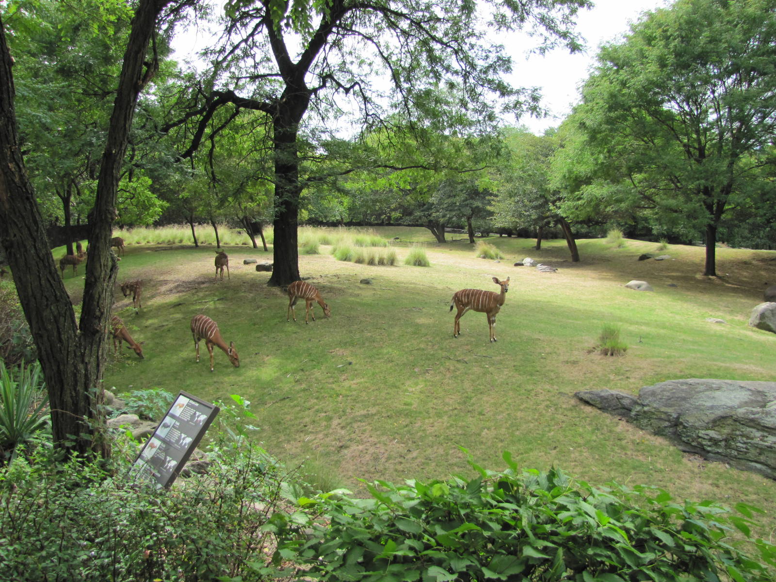 Bronx Zoo 2010 - Part of famous African Savannah exhibit