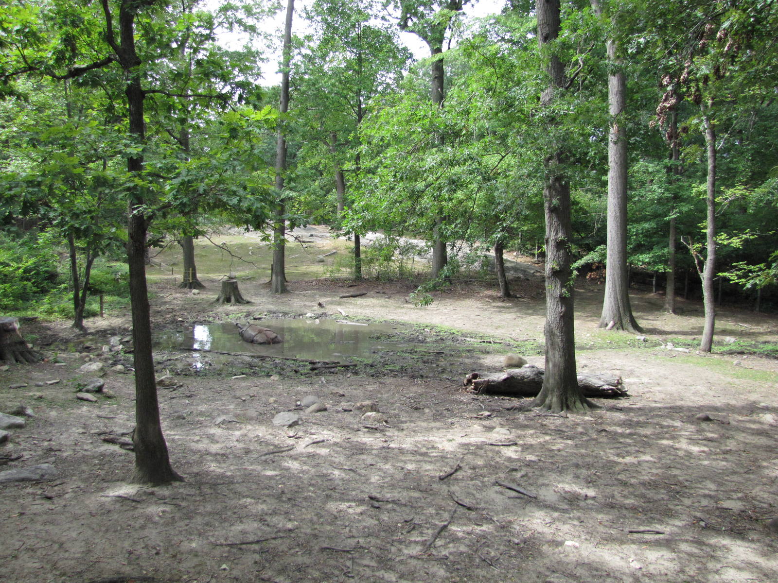 Bronx Zoo 2010 - Part of Indian Rhinoceros exhibit in Wild Asia