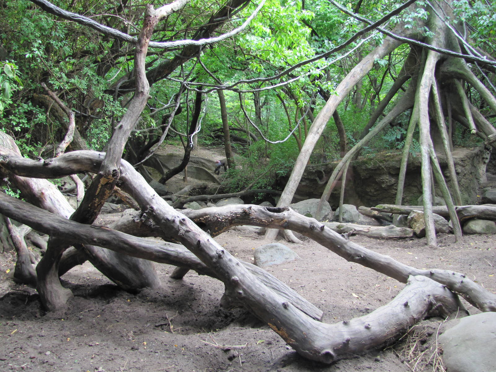 Bronx Zoo 2010 - Part of Mandrill exhibit in Congo Gorilla Forest