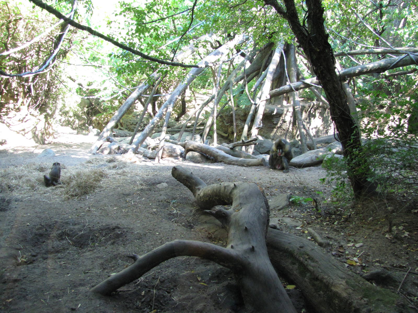 Bronx Zoo 2010 - Part of Mandrill exhibit in Congo Gorilla Forest