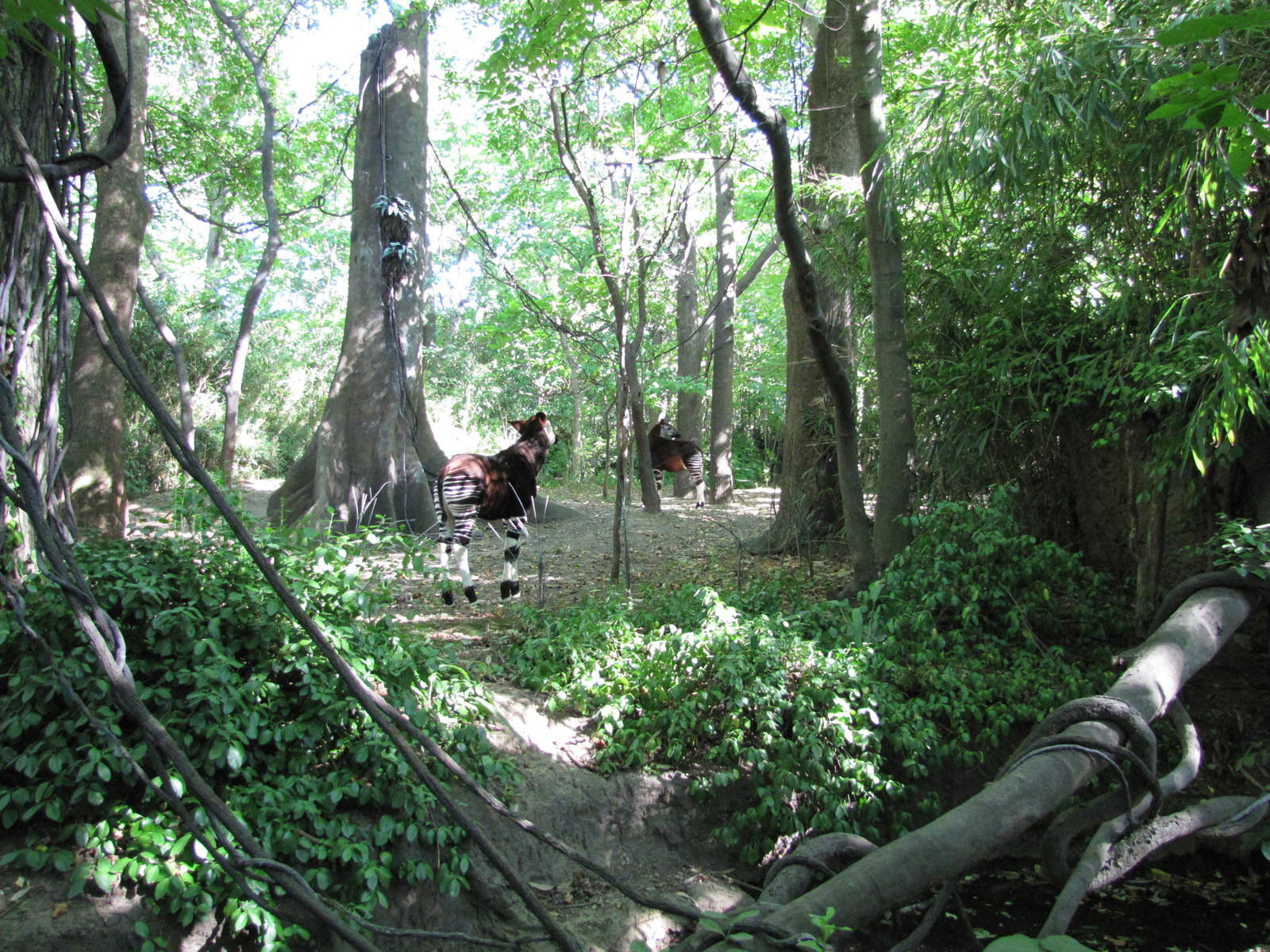 Bronx Zoo 2010 - Part of Okapi exhibit in Congo Gorilla Forest