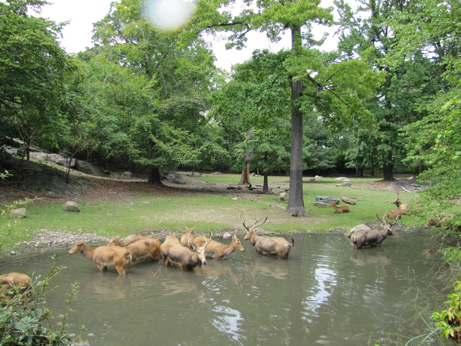 Bronx Zoo 2010 - Part of Pere Davids Deer exhibit