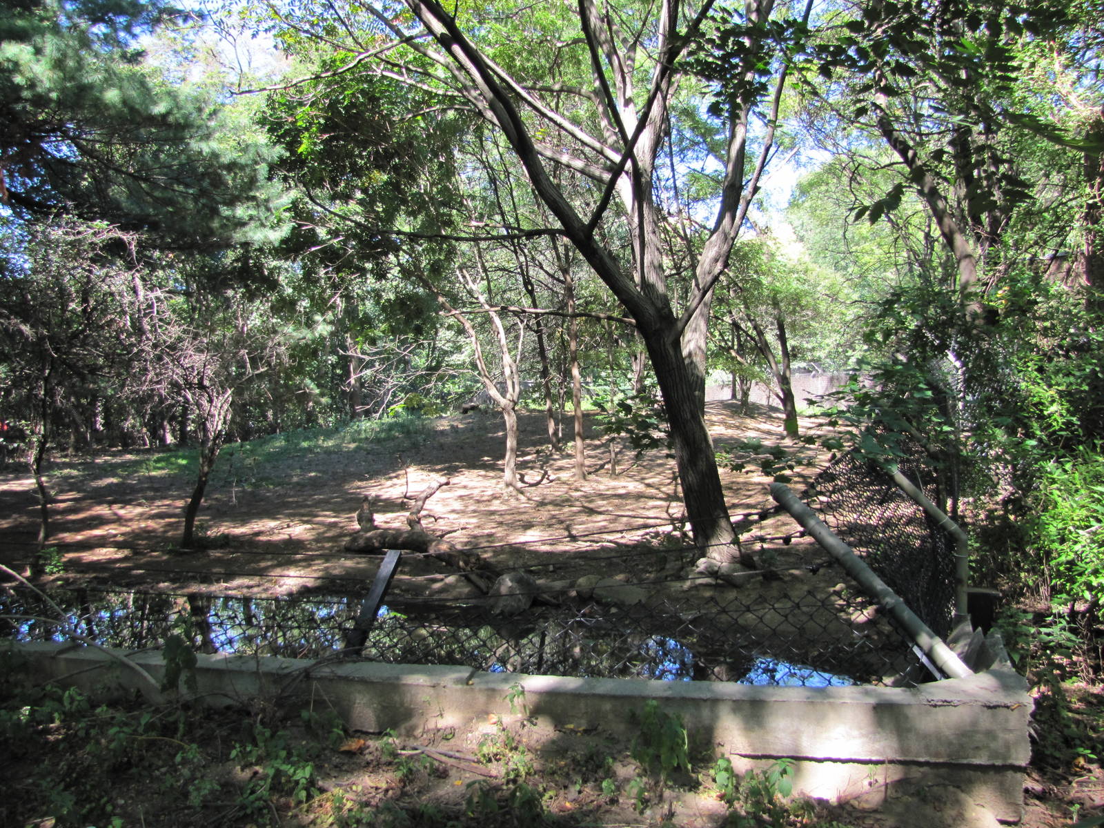 Bronx Zoo 2010 - Part of Spotted Hyena exhibit at Carter Giraffe House