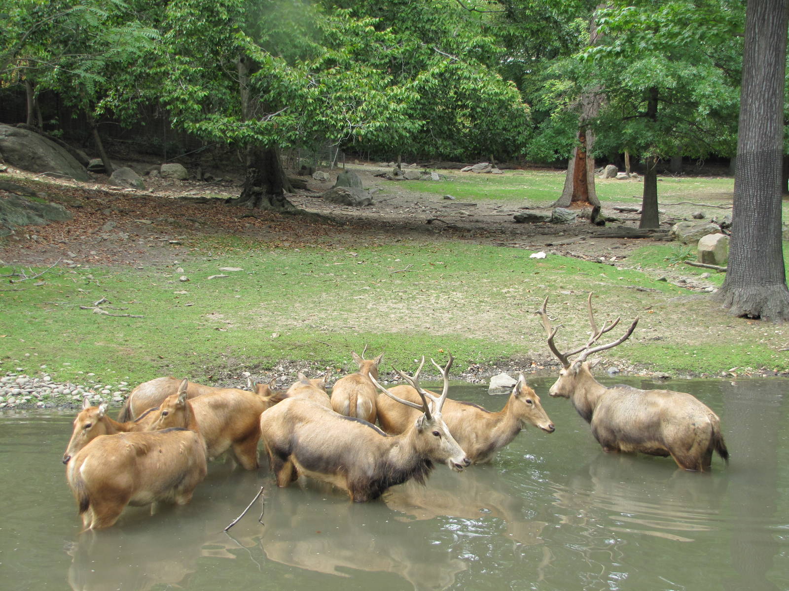 Bronx Zoo 2010 - Pere Davids Deer cooling off