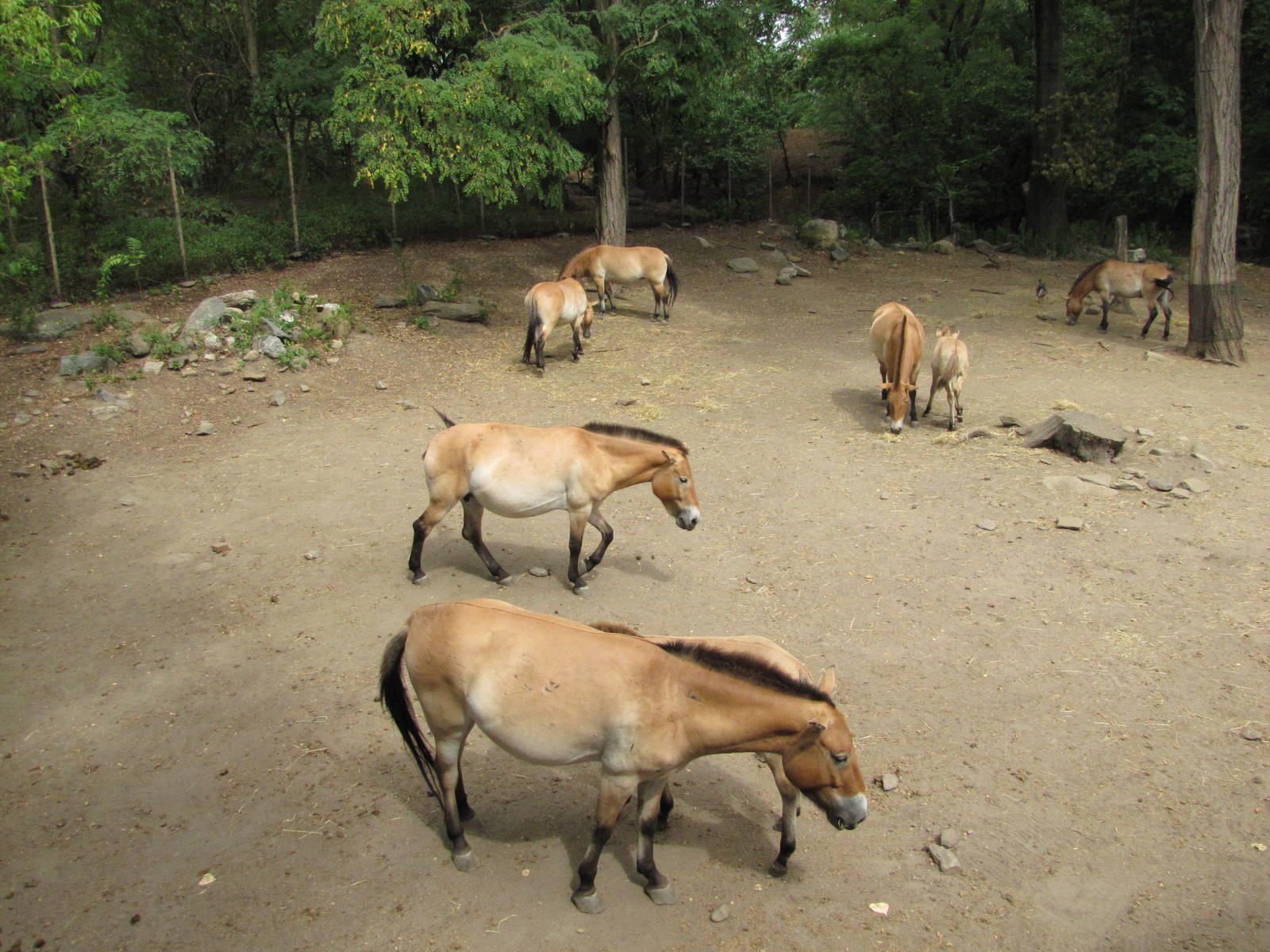 Bronx Zoo 2010 - Przewalskis Horse exhibit in Wild Asia