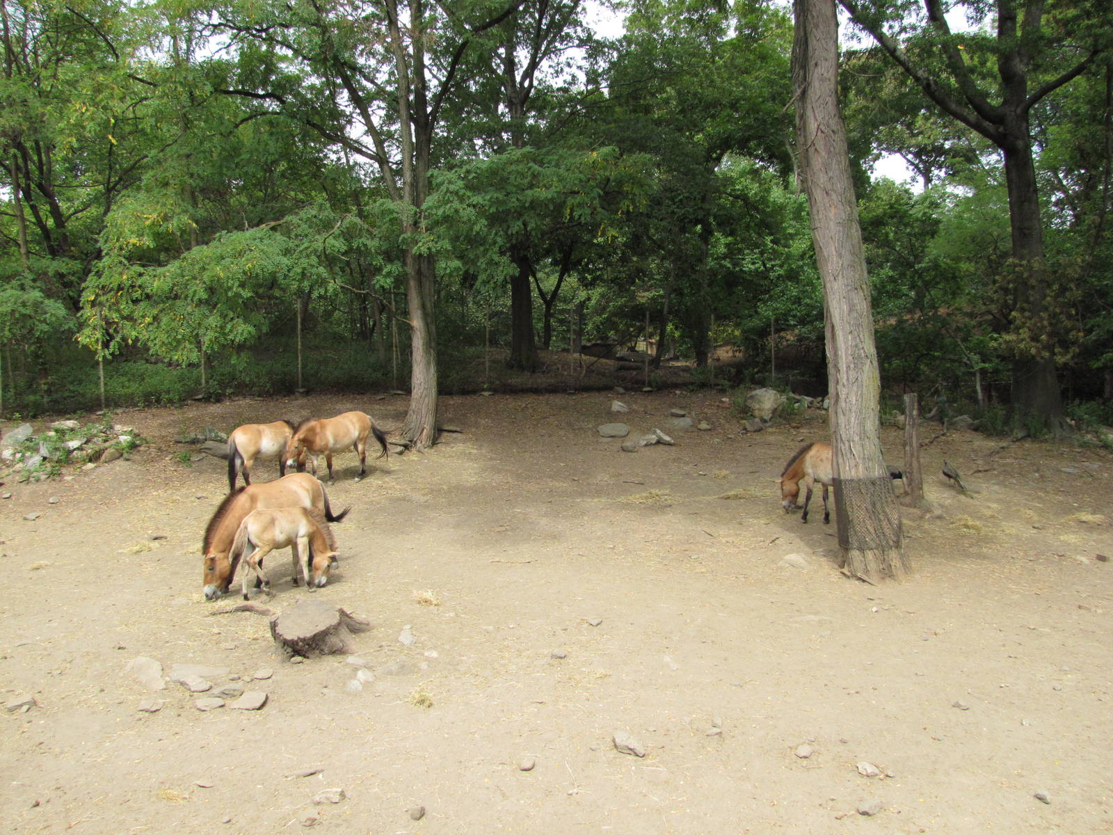 Bronx Zoo 2010 - Przewalskis Horse exhibit in Wild Asia