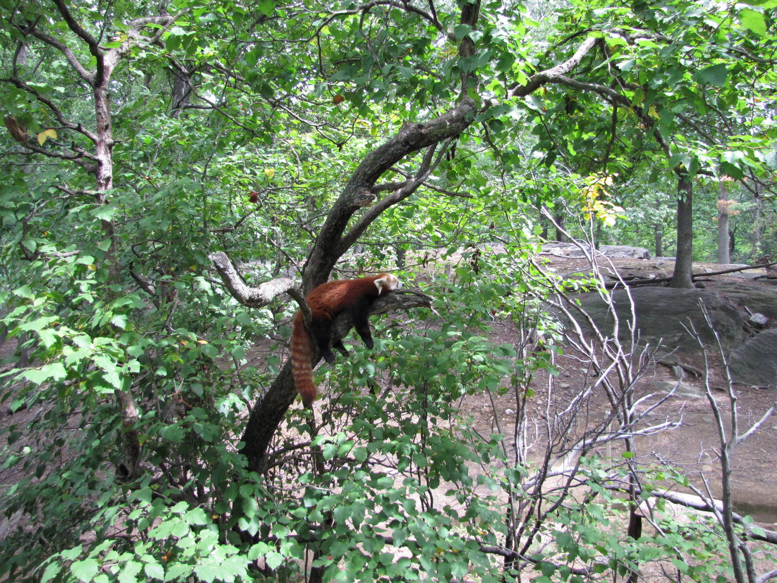 Bronx Zoo 2010 - Red Panda exhibit in Wild Asia