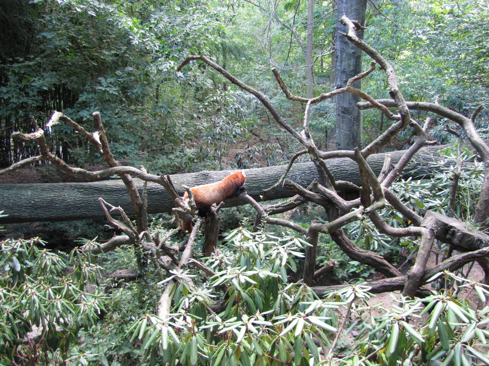 Bronx Zoo 2010 - Red Panda in Himalayan Highlands