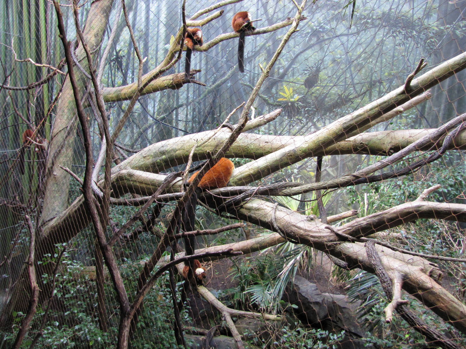 Bronx Zoo 2010 - Red-ruffed Lemurs in Madagascar