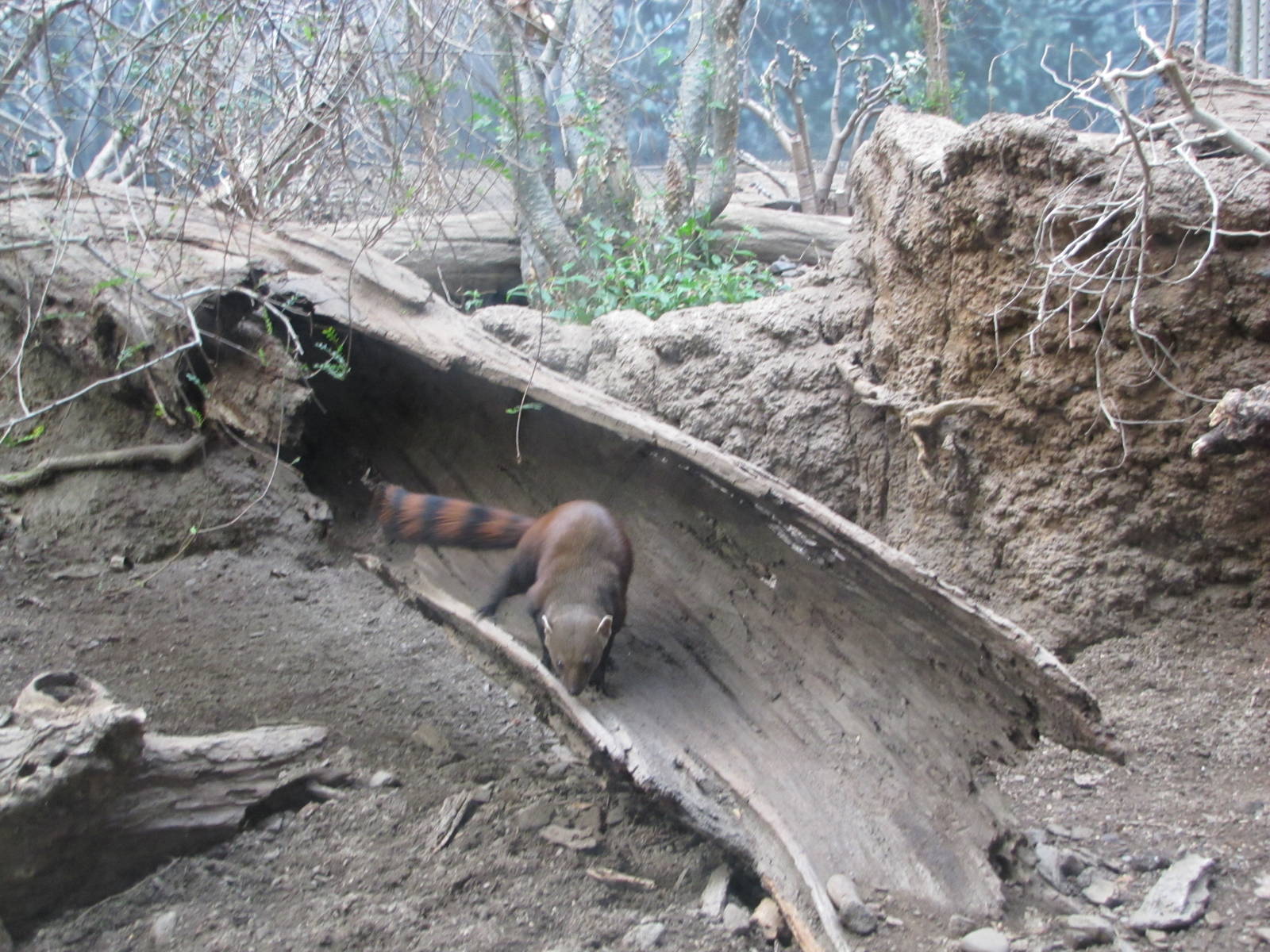 Bronx Zoo 2010 - Ring-tailed Mongoose in Madagascar