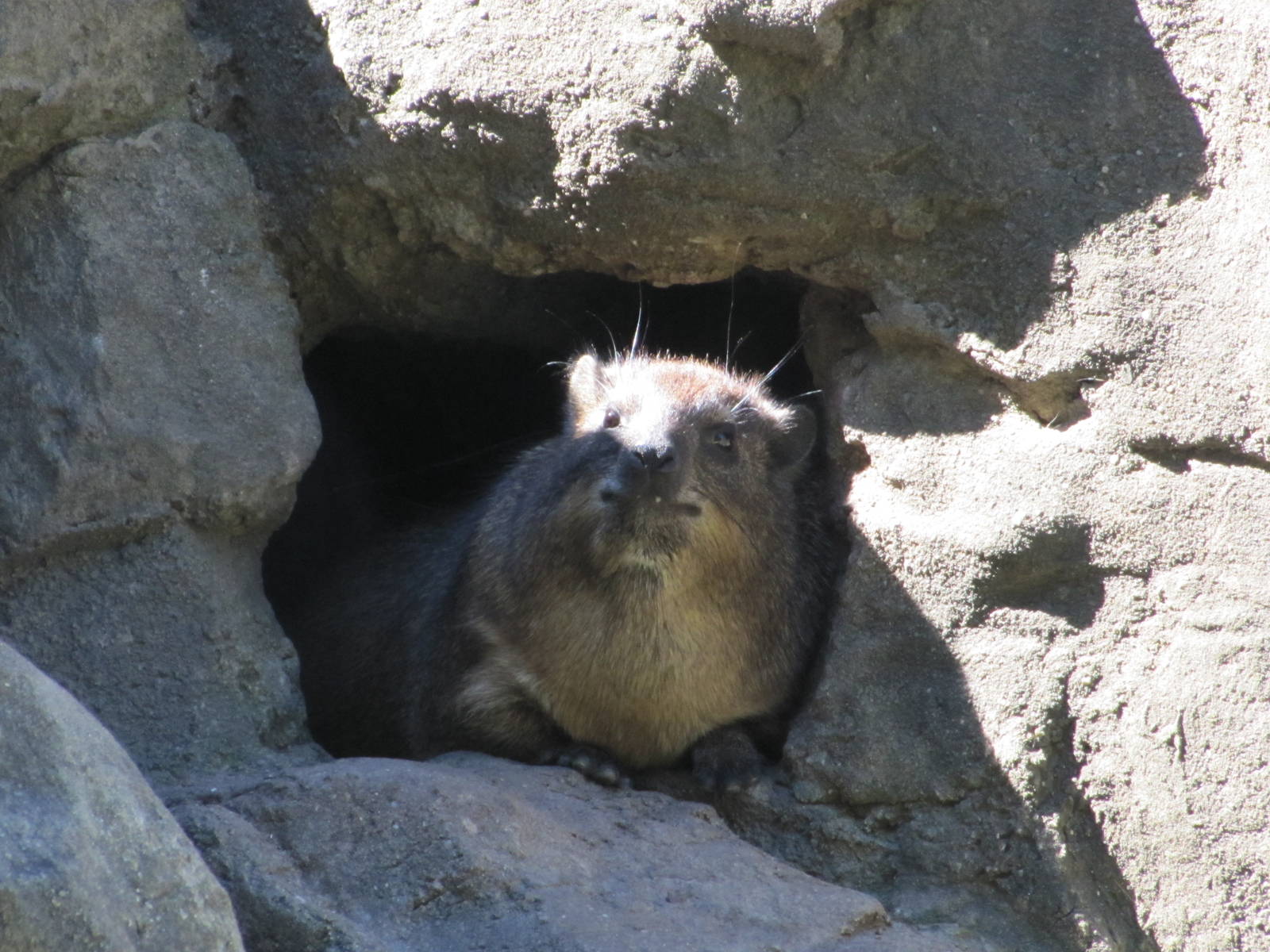 Bronx Zoo 2010 - Rock Hyrax in Baboon Reserve
