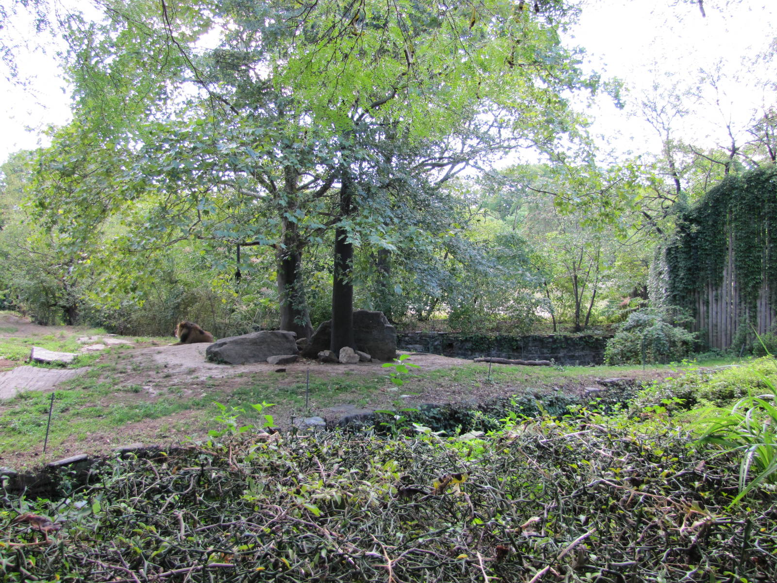 Bronx Zoo 2010 - Second part of African Lion exhibit