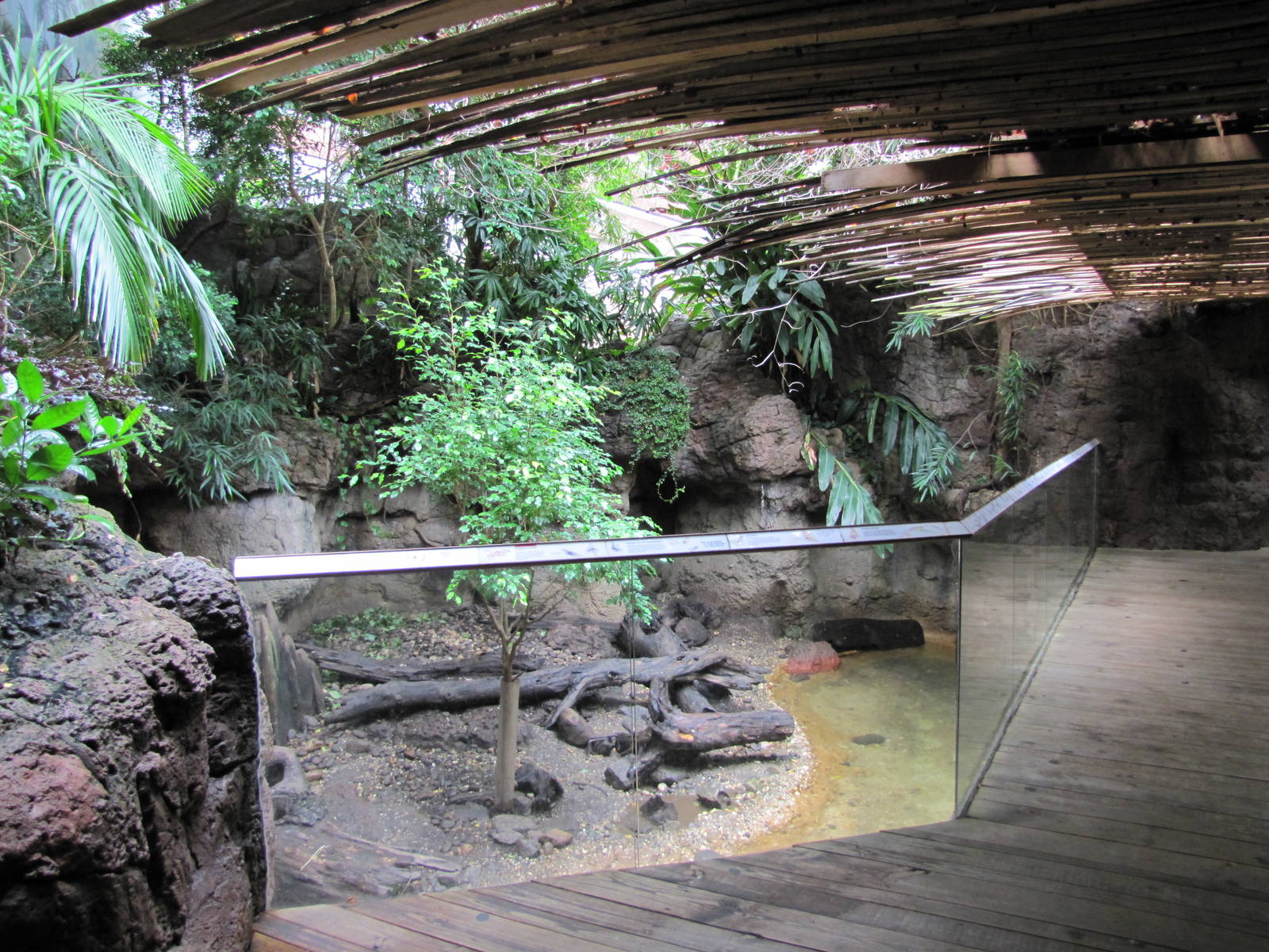 Bronx Zoo 2010 - Short-clawed Otter exhibit in Jungle World