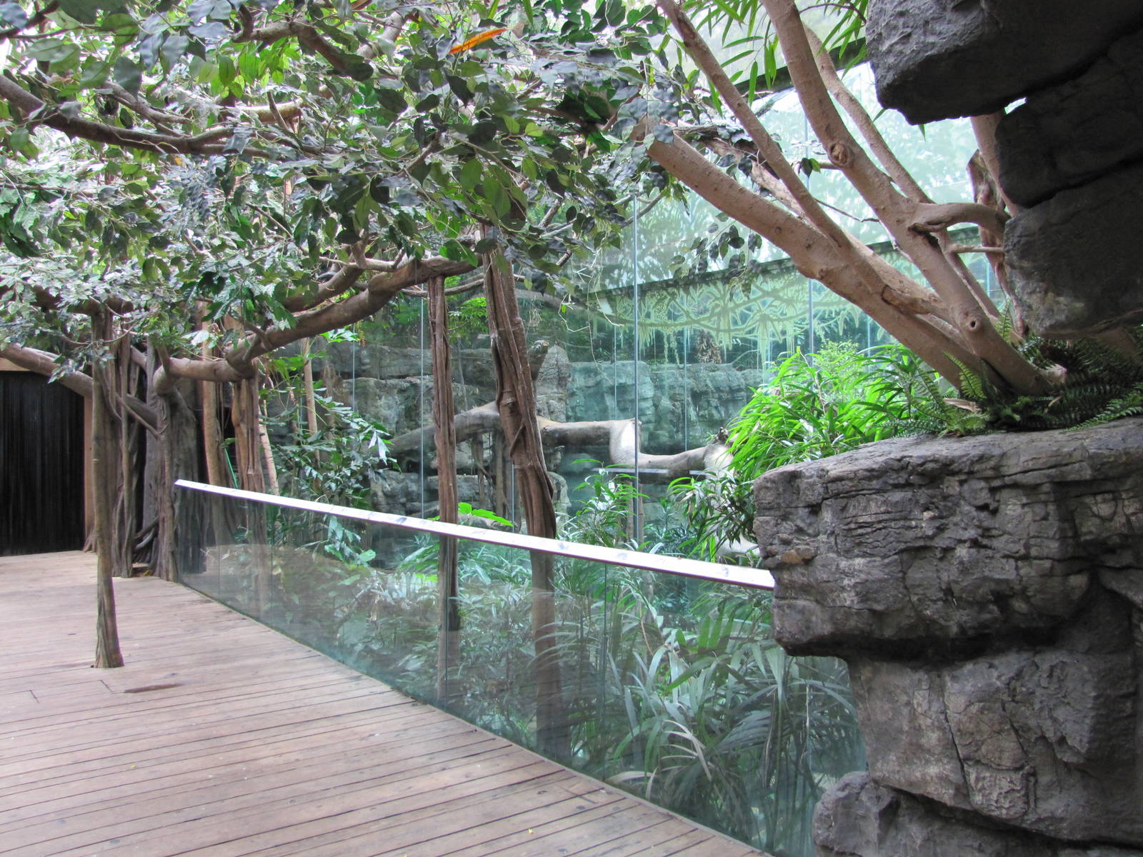 Bronx Zoo 2010 - Side view of Black Panther exhibit in Jungle World