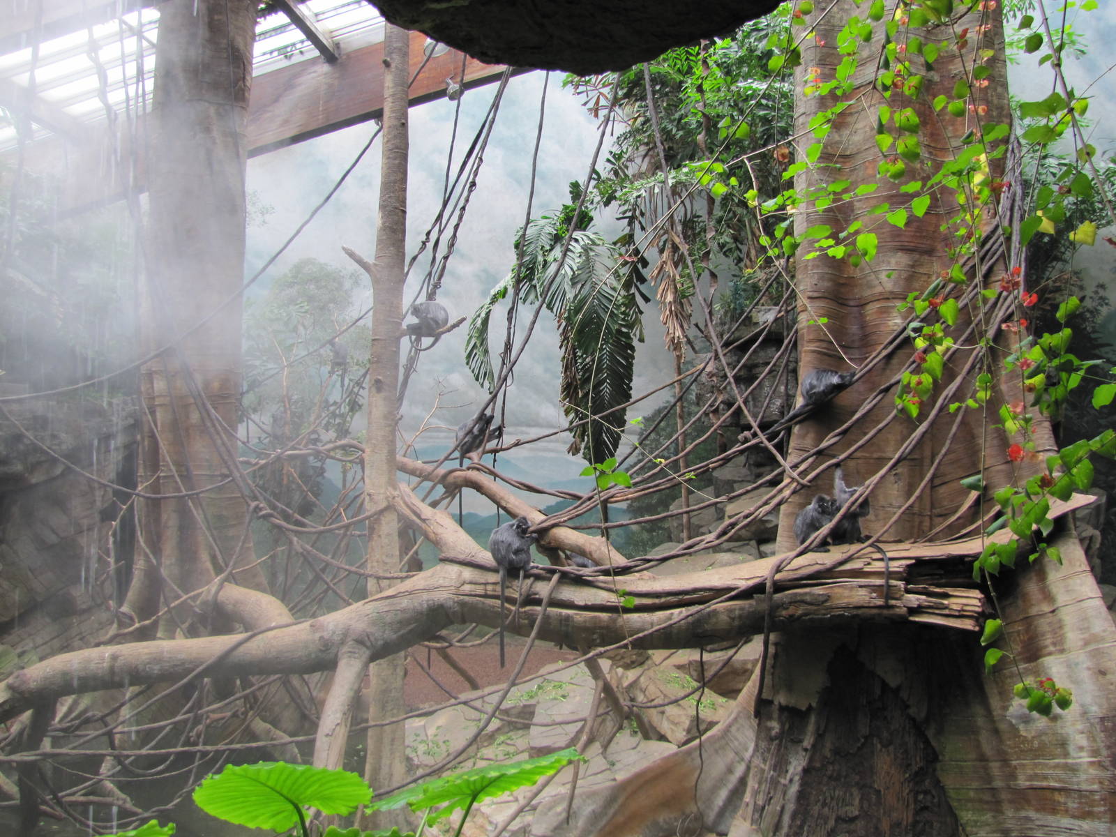Bronx Zoo 2010 - Silvered Leaf Langur exhibit in Jungle World