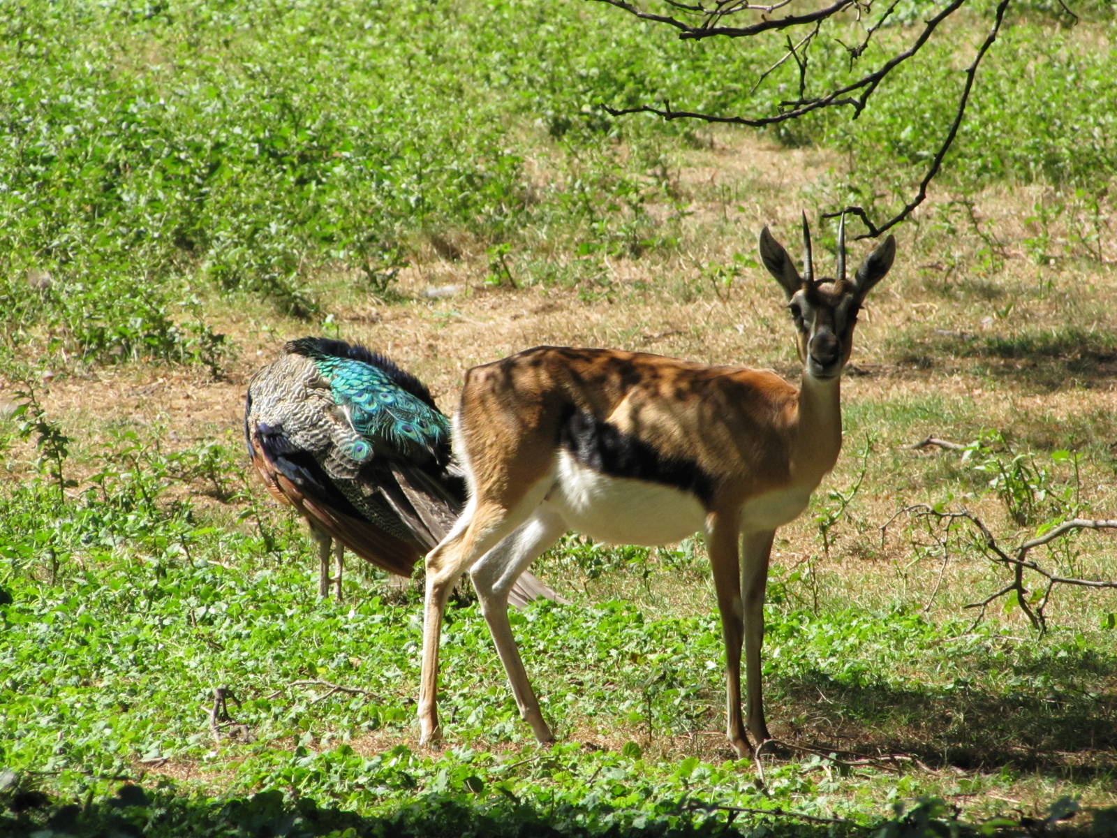 Bronx Zoo 2010 - Thomsons Gazelle