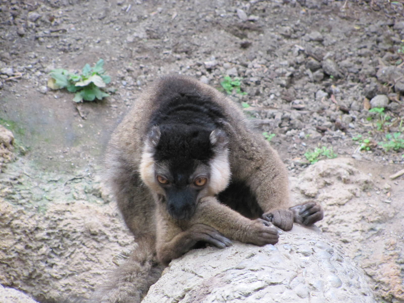 Bronx Zoo 2010 - White-collared Lemur in Madagascar