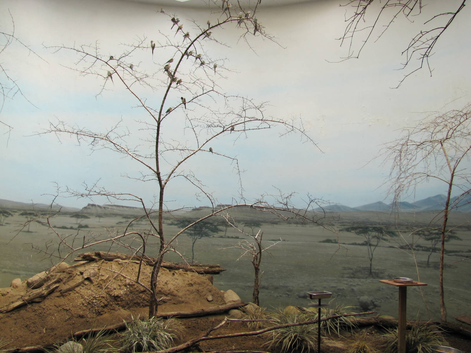 Bronx Zoo 2010 - White-throated Bee-eater exhibit in World of Birds