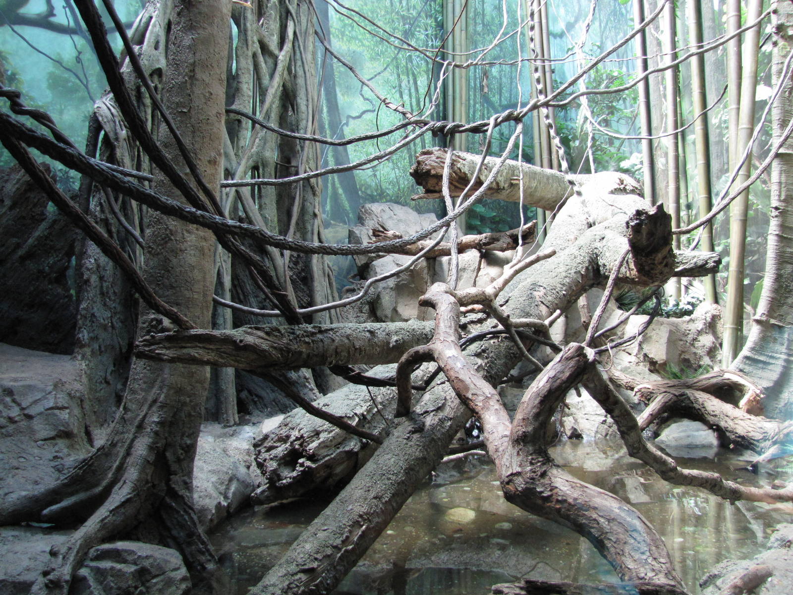 Bronx Zoo 2010 - Wolfs Guenon exhibit in Congo Gorilla Forest