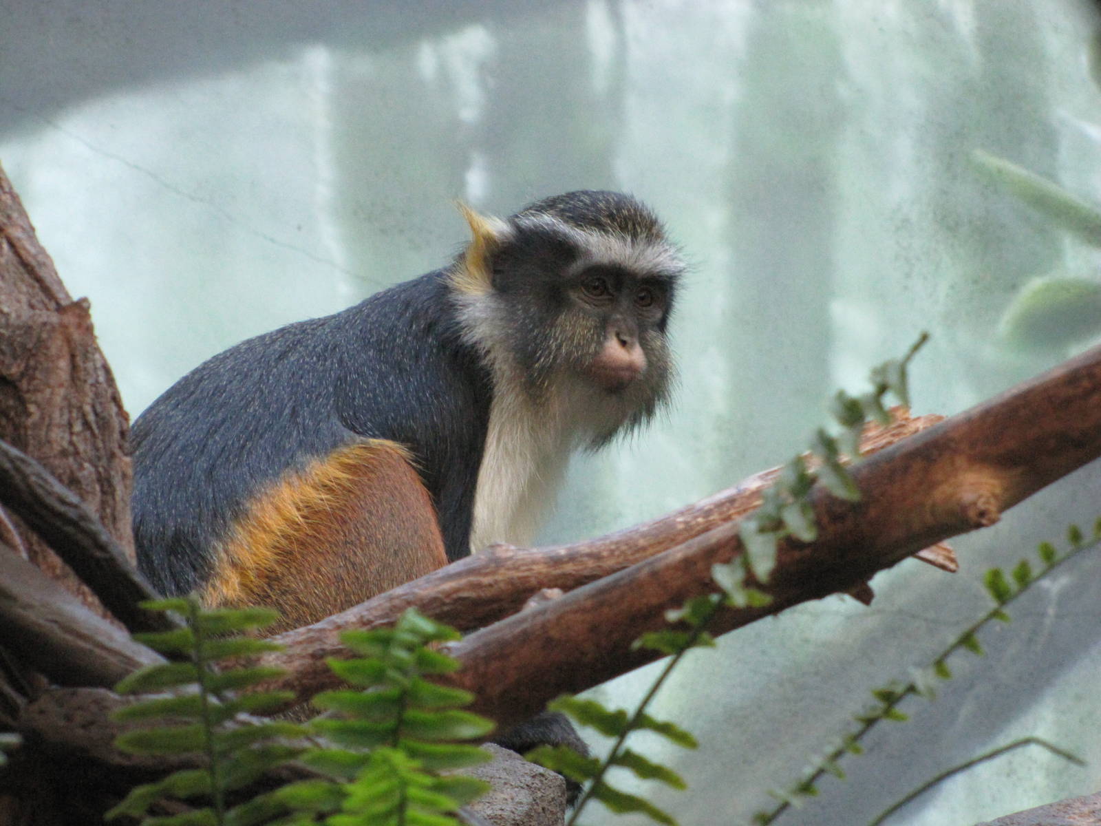 Bronx Zoo 2010 - Wolfs Guenon in Congo Gorilla Forest
