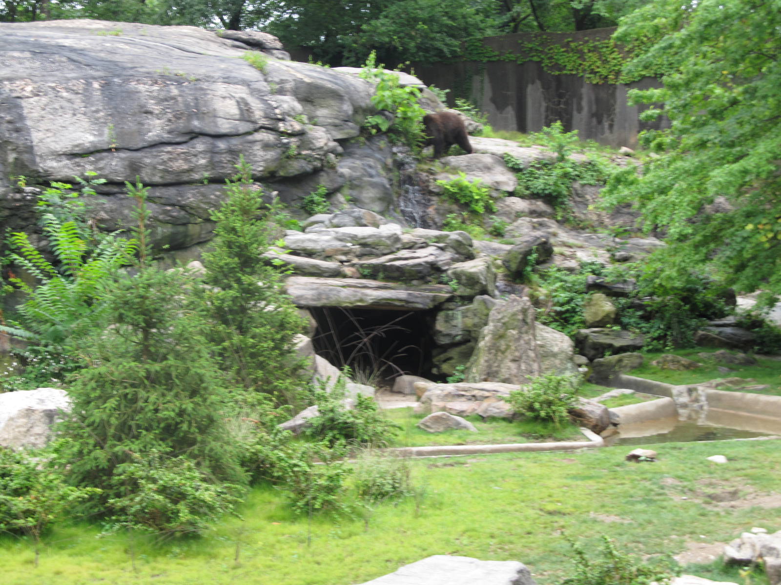 Bronx Zoo 2011 Brown Bear exhibit renovation