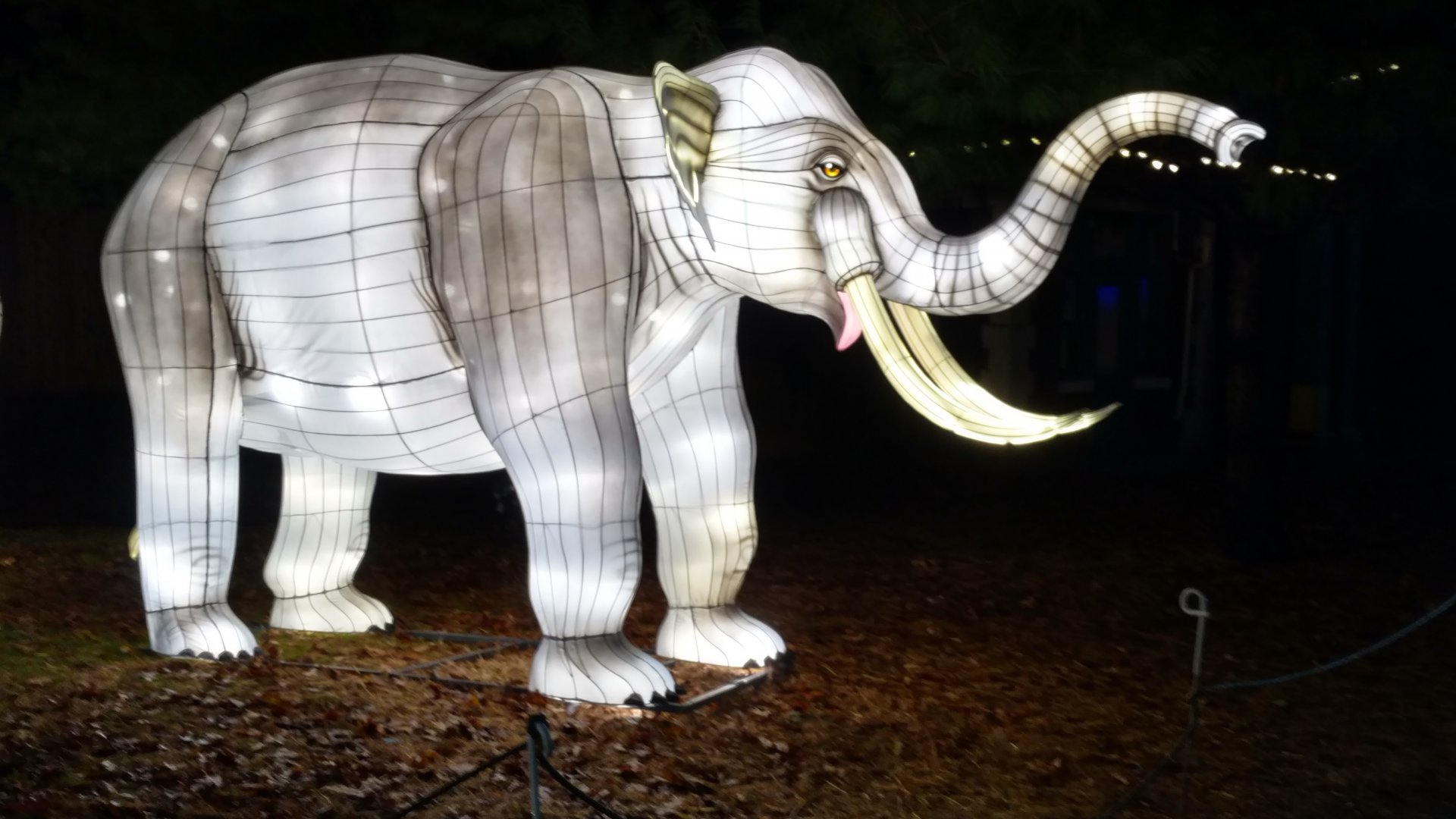 Bronx Zoo, 2019 Holiday Lights