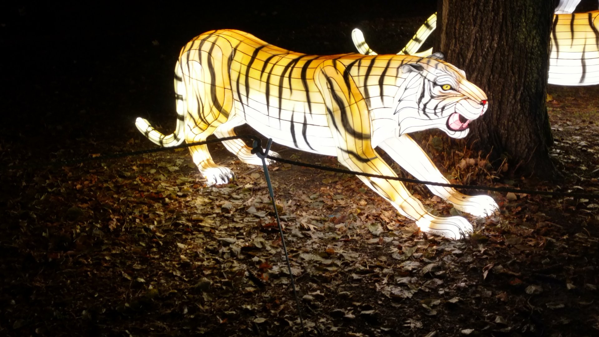 Bronx Zoo, 2019 Holiday Lights