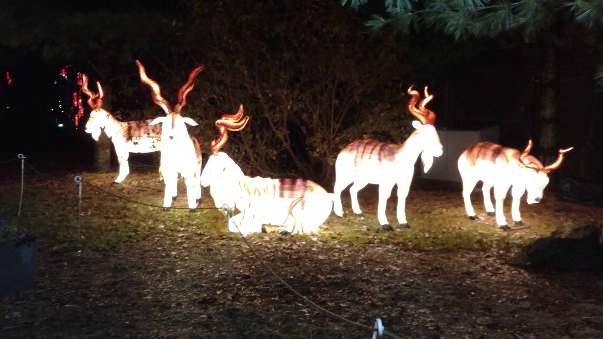 Bronx Zoo, 2019 Holiday Lights