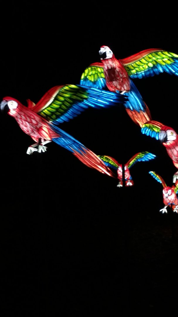 Bronx Zoo, 2019 Holiday Lights