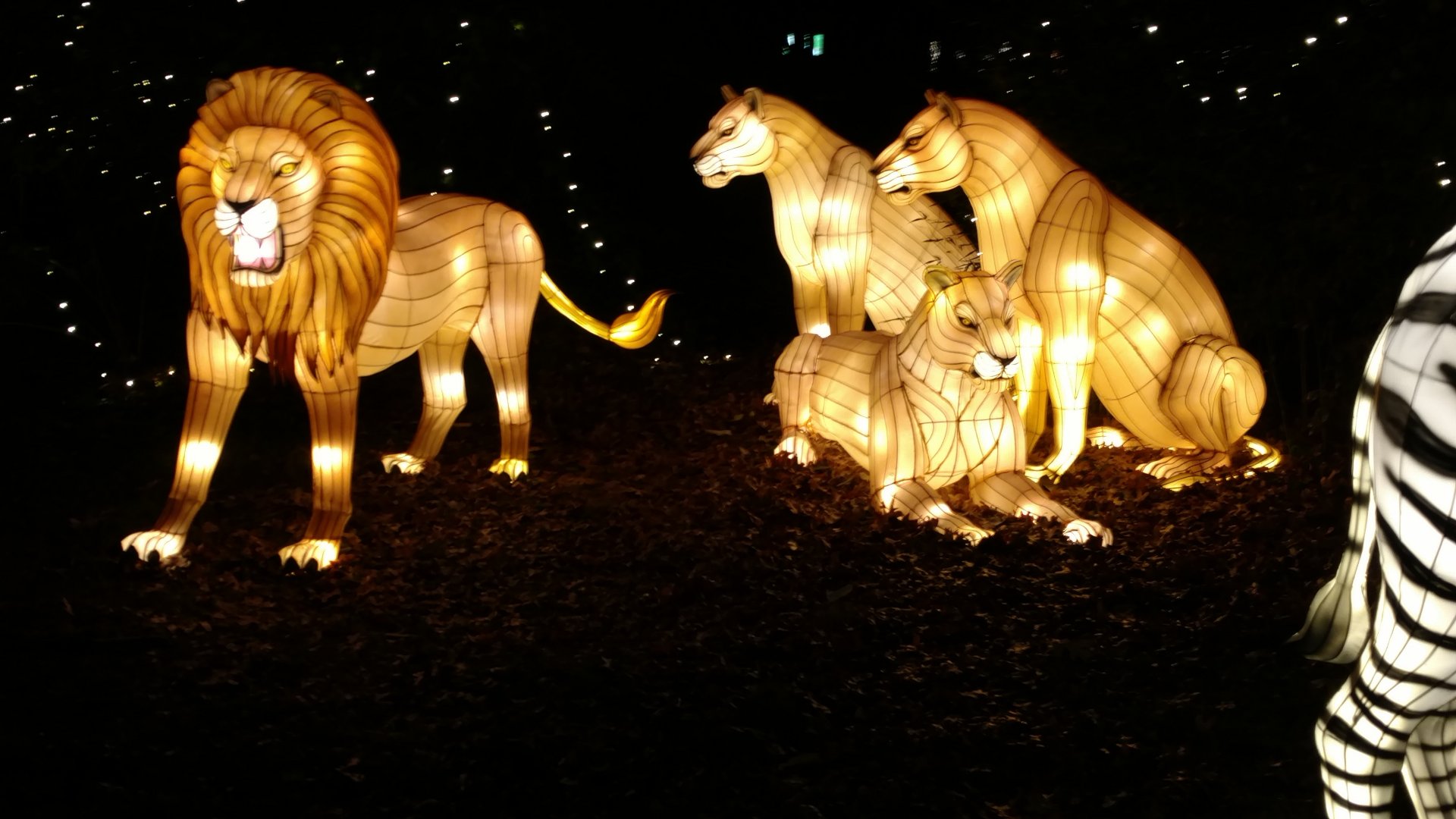 Bronx Zoo, 2019 Holiday Lights