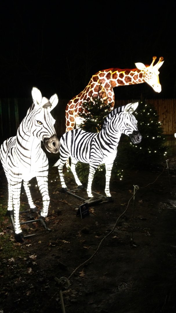 Bronx Zoo, 2019 Holiday Lights