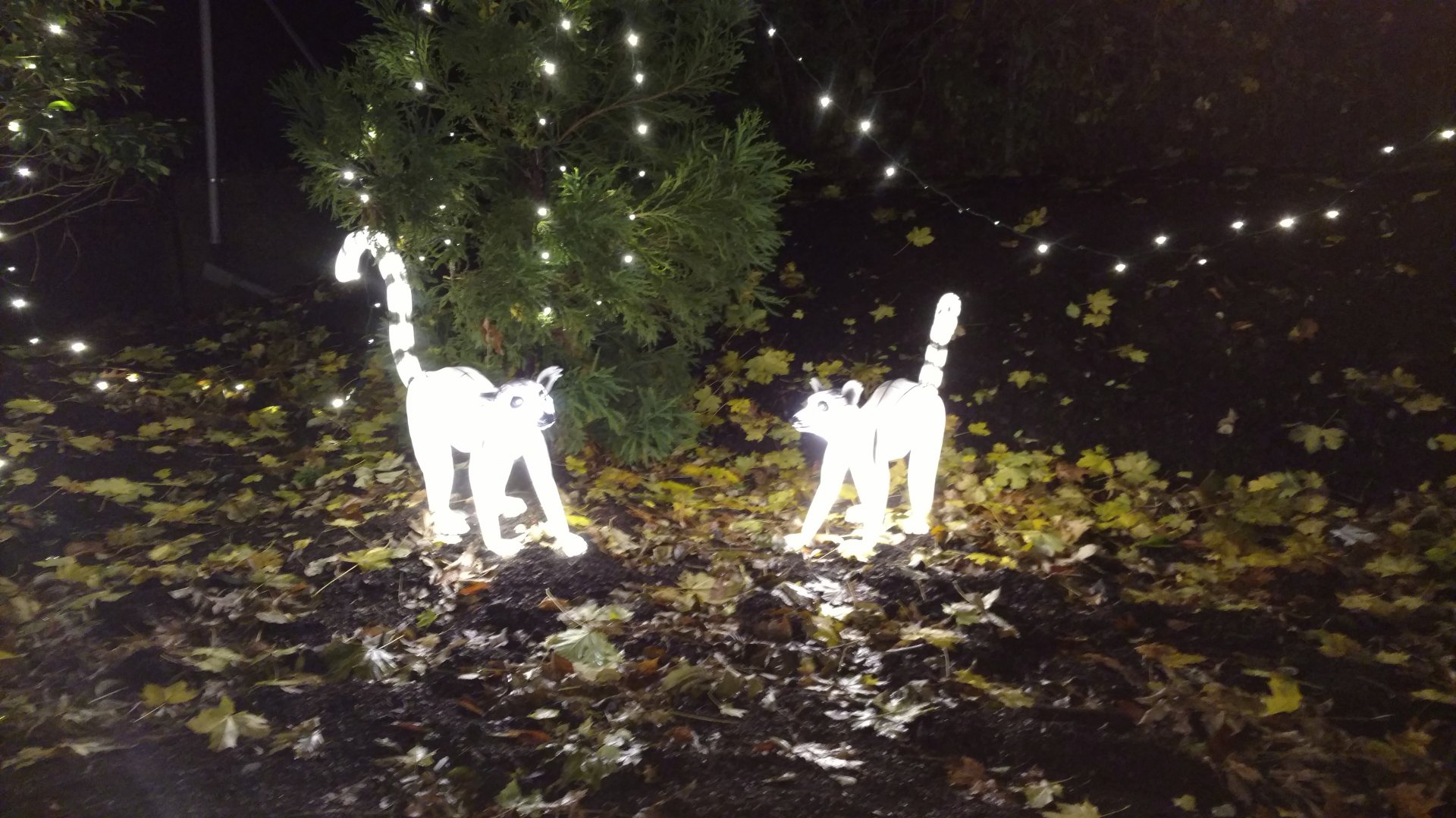 Bronx Zoo, 2019 Holiday Lights