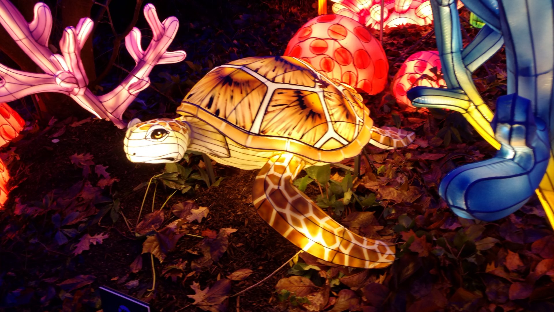 Bronx Zoo, 2019 Holiday Lights