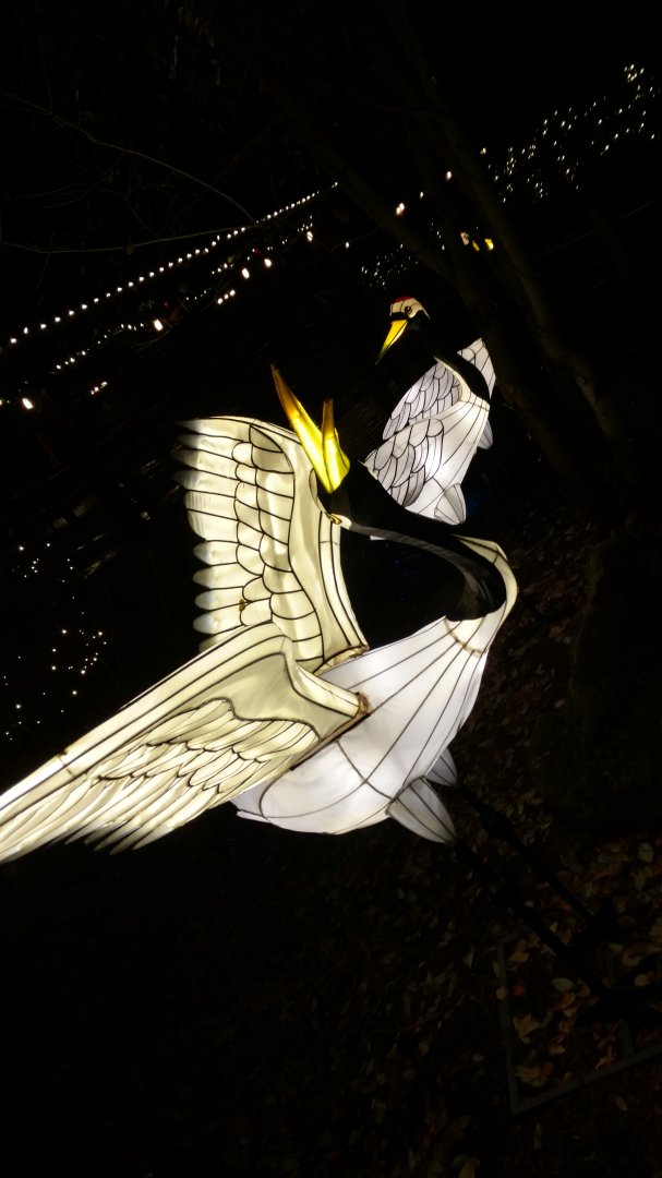 Bronx Zoo, 2019 Holiday Lights