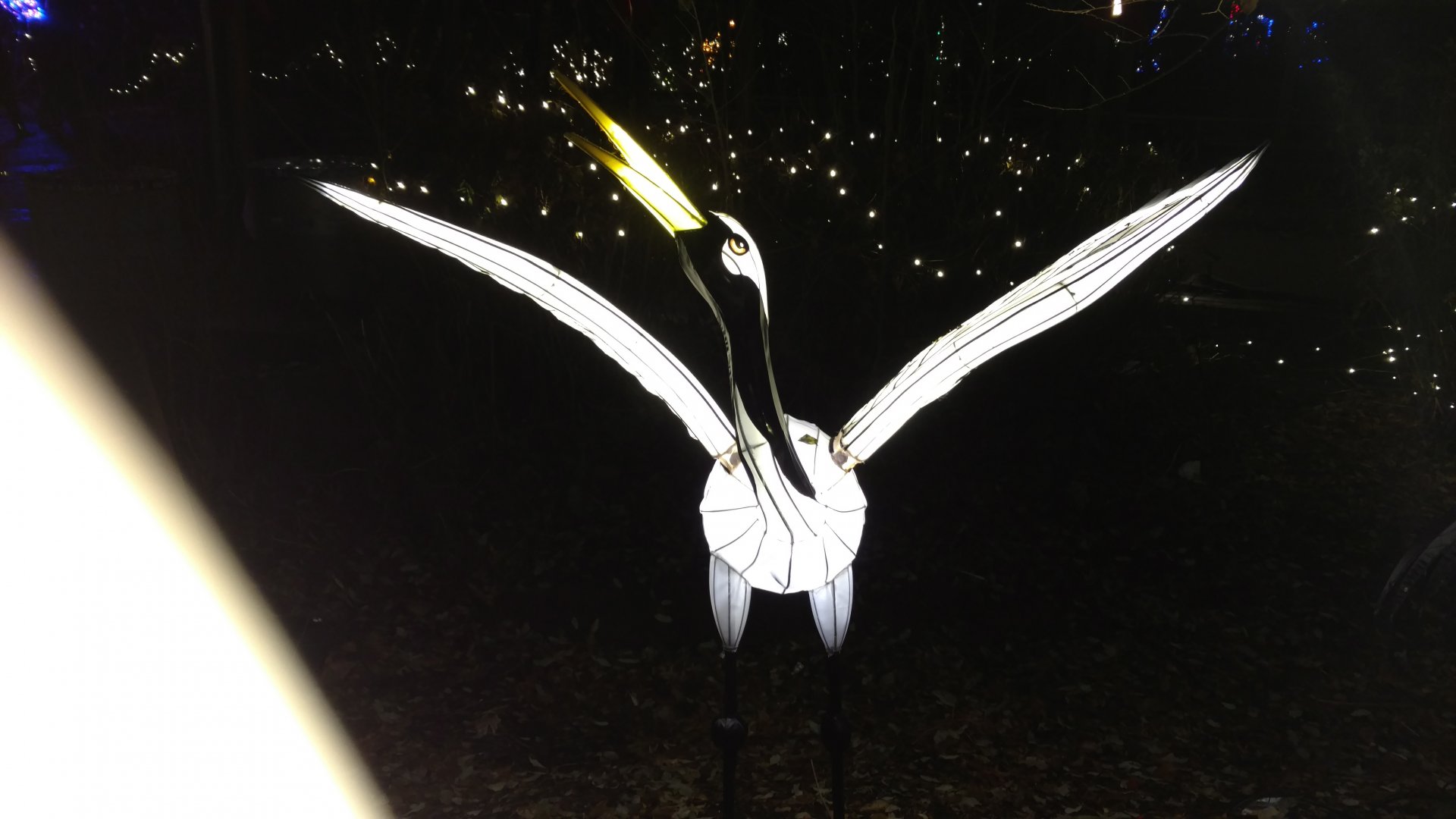 Bronx Zoo, 2019 Holiday Lights