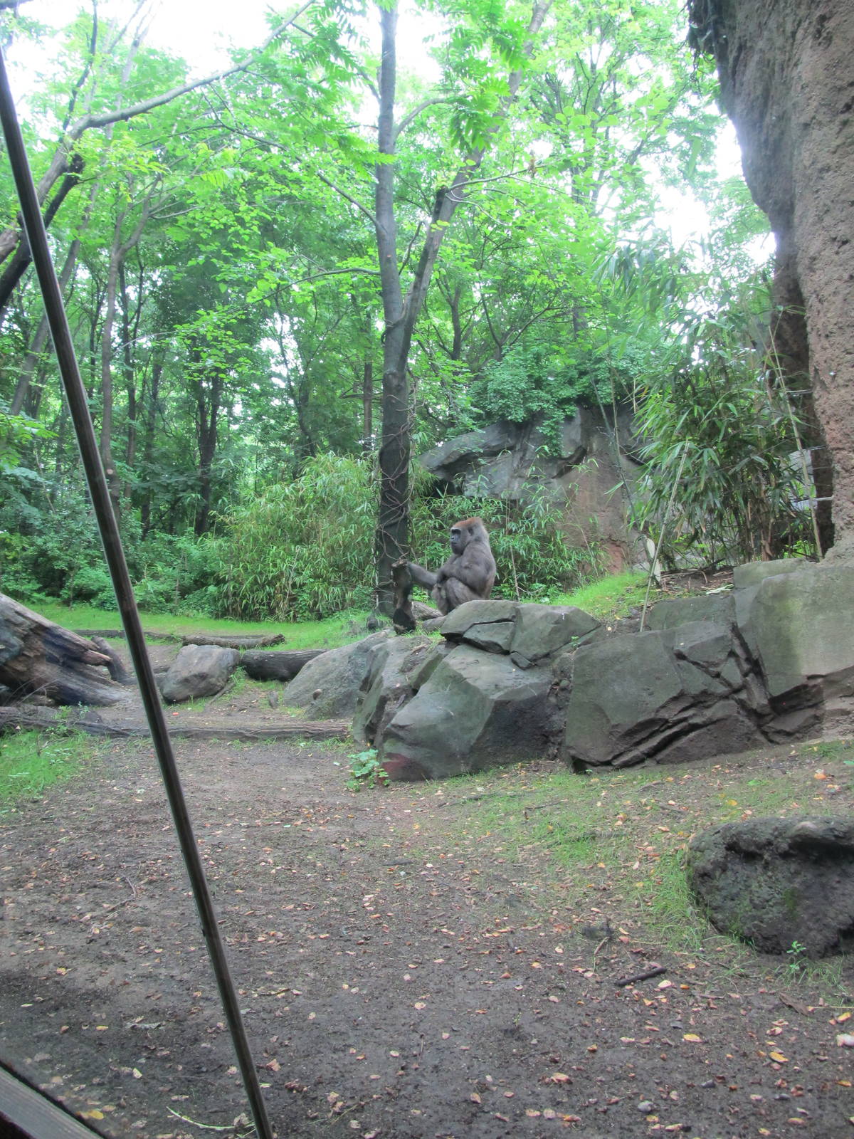 Bronx Zoo- 2nd Gorilla Exhibit