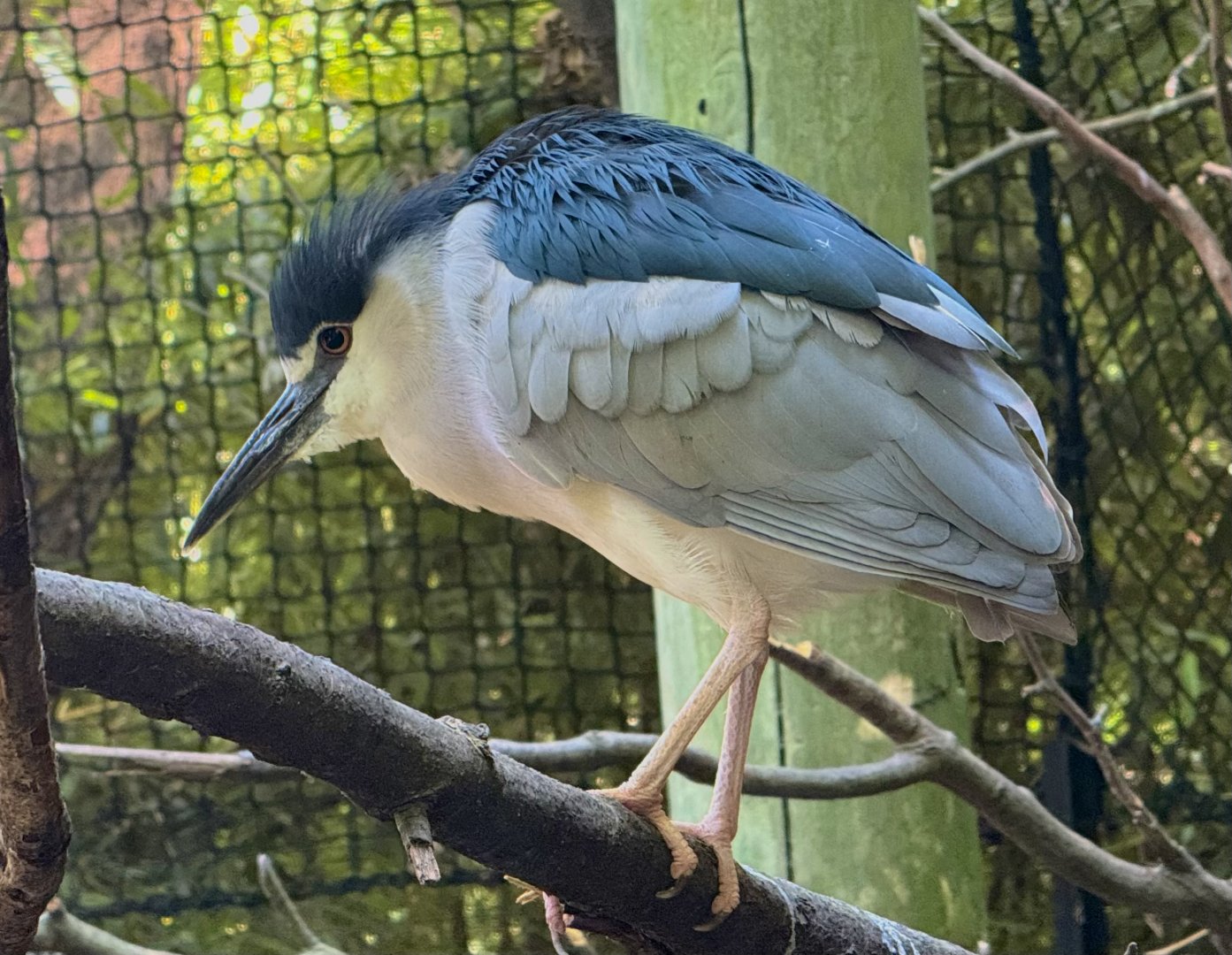 Bronx Zoo 7/20/25 Black-crowned Night Heron - Children’s Zoo