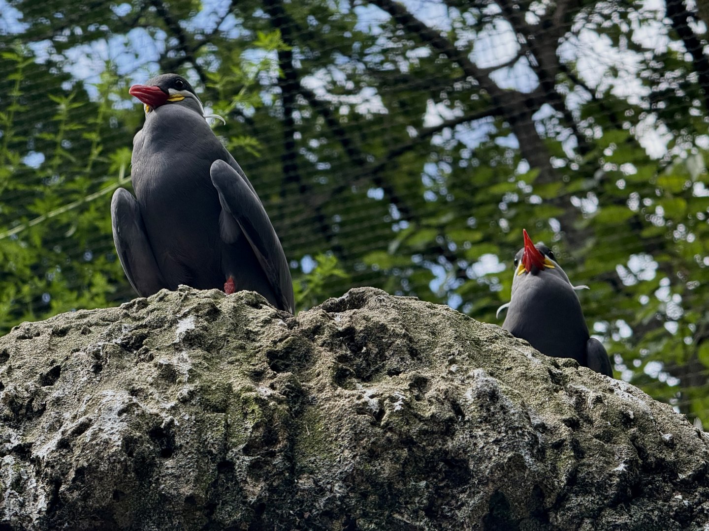 Bronx Zoo 7/20/25 Inca Terns - Sea Bird Aviary