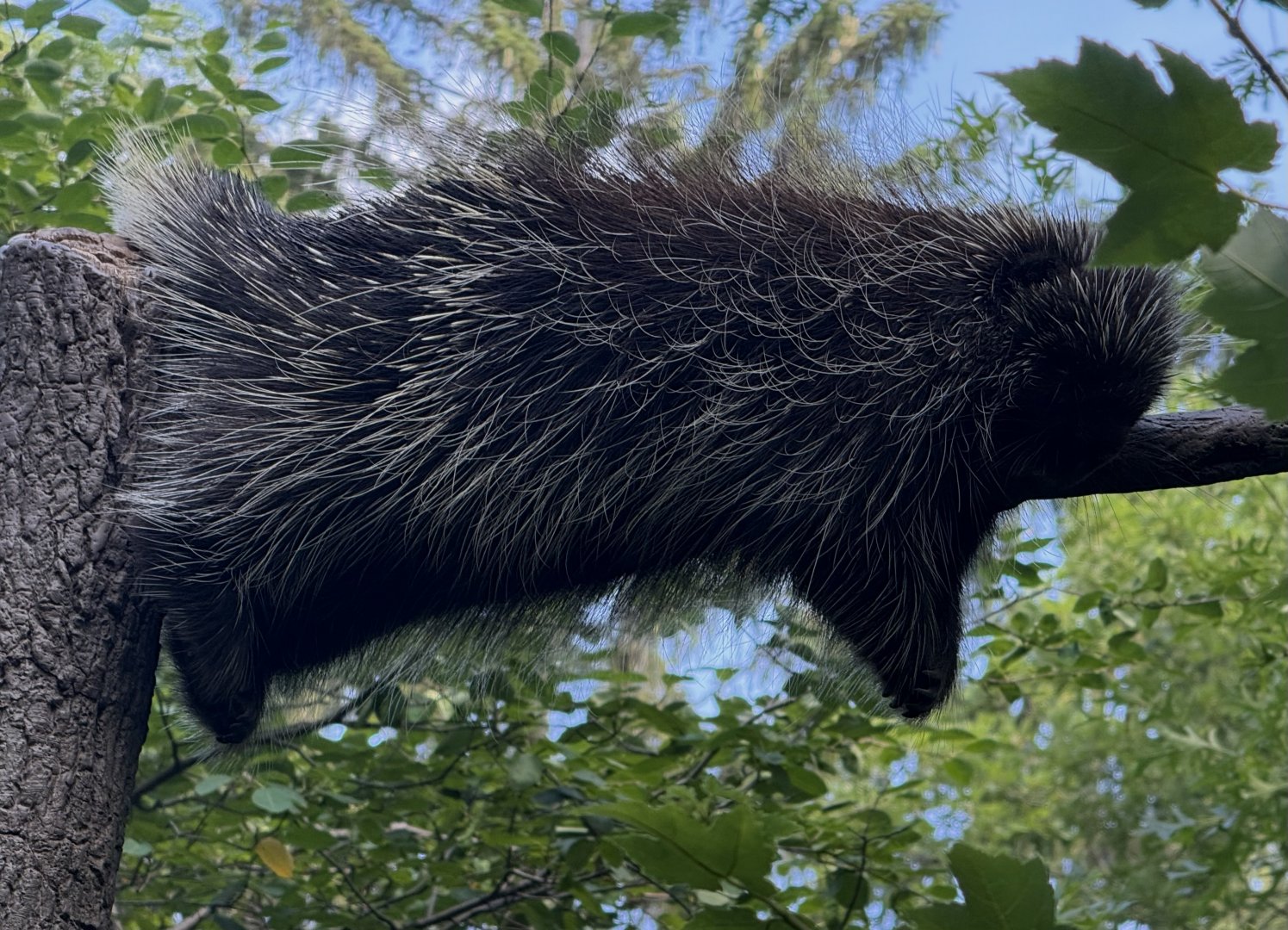 Bronx Zoo 7/20/25 North American Porcupine - Children’s Zoo