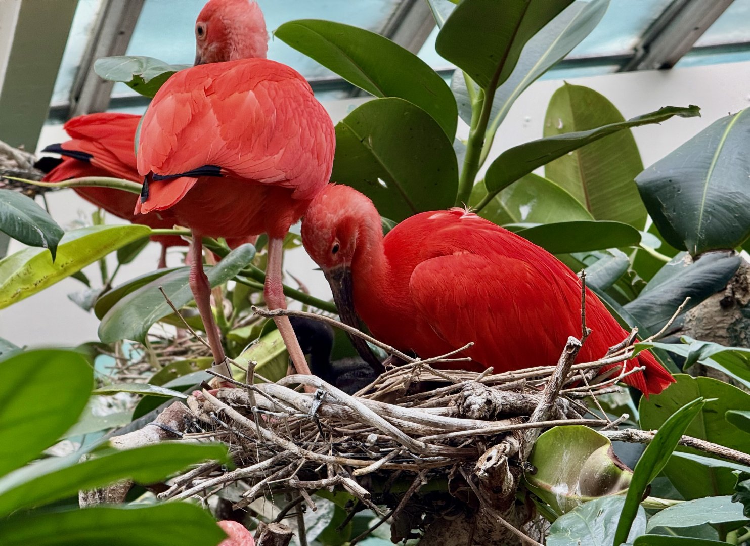 Bronx Zoo 7/20/25 Scarlet Ibis - Aquatic Bird House