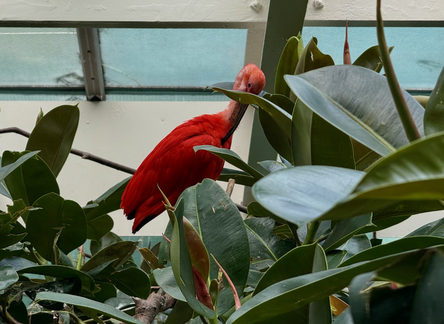 Bronx Zoo 7/20/25 Scarlet Ibis - Aquatic Bird House