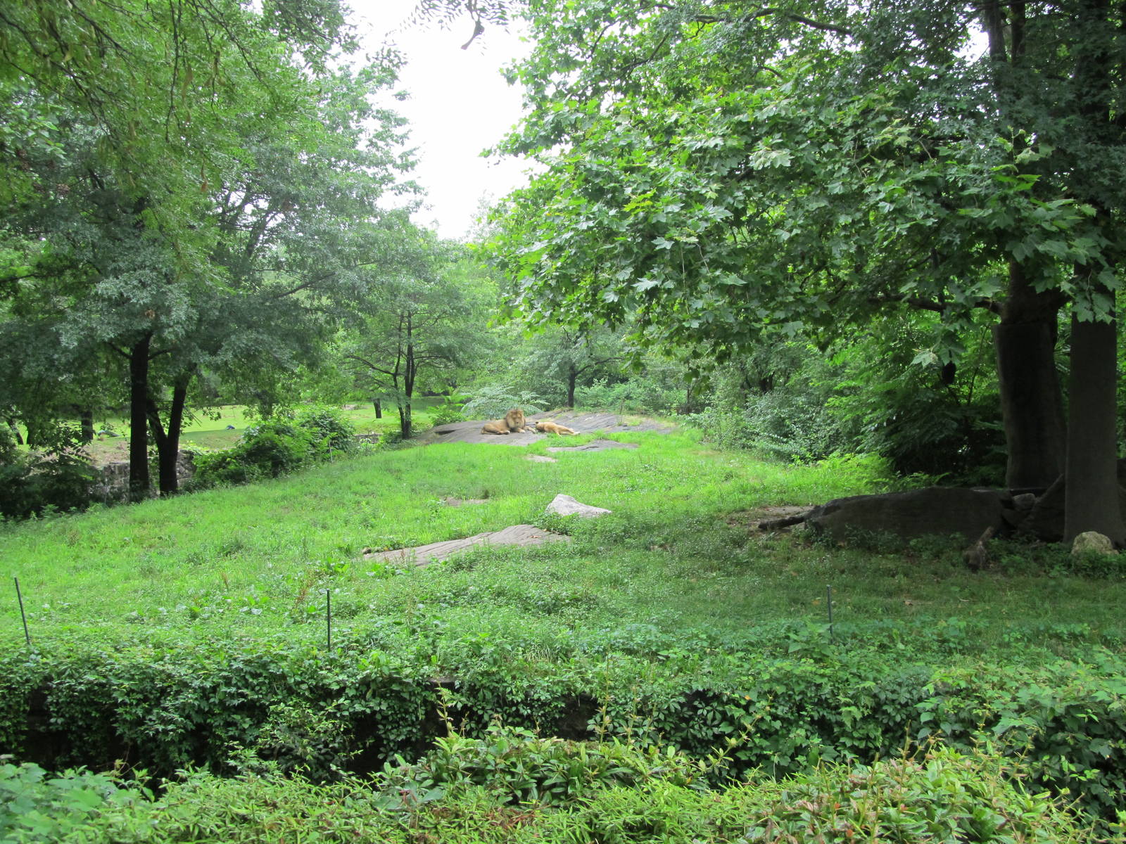 Bronx Zoo- African Lion Exhibit