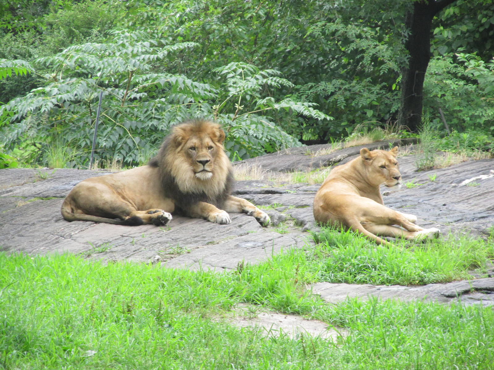 Bronx Zoo- African Lion's