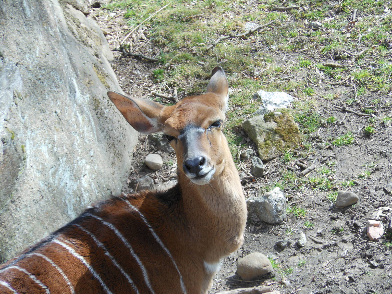 Bronx Zoo- African Plains- Female N'yala Staring At Me